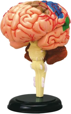 4D counteract wither Americana backlighting illustrator nitinol Anatomy Brain Model TEDCO 