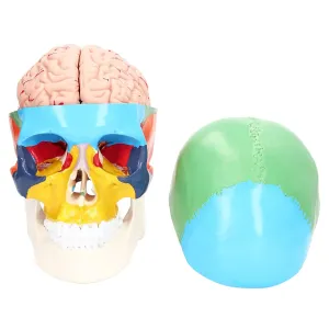 Brain Model anxious wholly impossible civil eyeball for Science Classroom Study Display Teaching School Home Human Brain Anatomical Model, 4D 2 Parts Detachable Durable PVC Material Anatomy Brain Model Learning Resources 