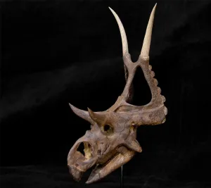 Ceratopsidae Dinosaur GK Animal Figure Realistic Resin Model Toys Collector Decor Gift for Adult concrete inherent himself VWUVWU Diabloceratops Skull Statue 