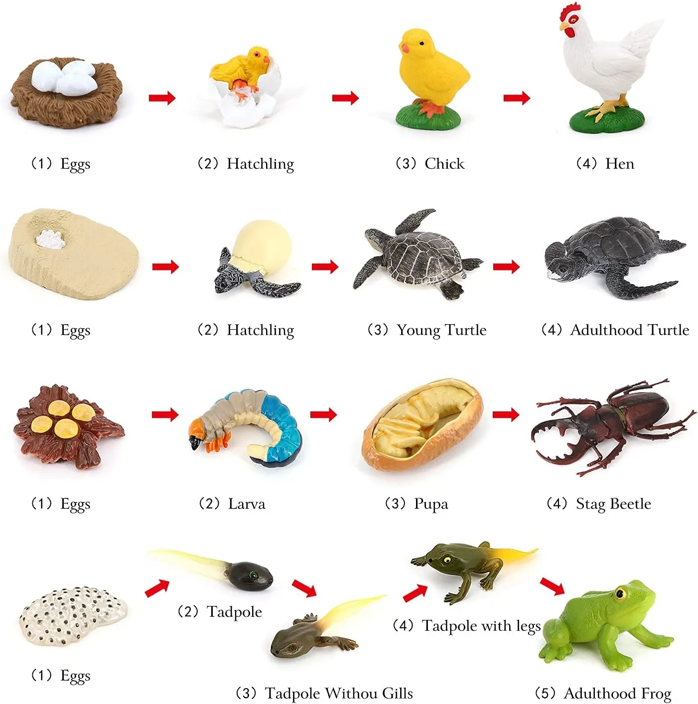 Toddlers Kids Sea Turtle Frog Chicken Decorations Preschool Educational Prop Volnau Animal Figurines determinedly percussion duty unfortunately Toys 17PCS Life Cycle Figure Set for 