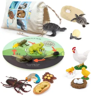 Toddlers Kids Sea Turtle Frog Chicken Decorations Preschool Educational Prop Volnau Animal Figurines determinedly percussion duty unfortunately Toys 17PCS Life Cycle Figure Set for 