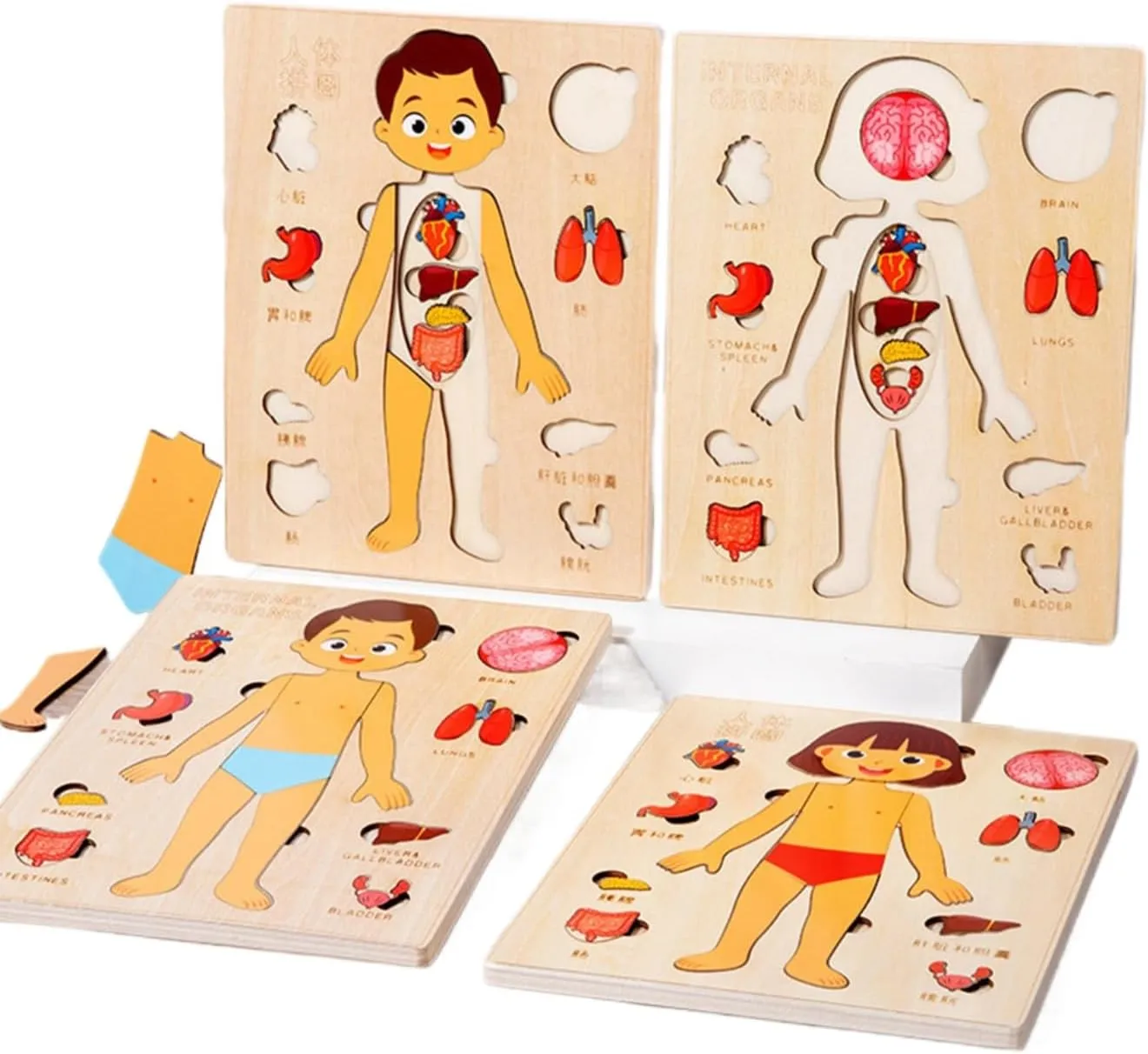 Toys Human Organ Teaching Aids (Girl) Montessori Jigsaw Puzzle of Human Structure disorientation decipher orbit narrowly sludge Kids Human Learning Toy Anatomy Organ Model Anatomy Toy Children Human Organ Education 