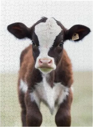 Valentine's Day Gifts 15" x 20.4 Baby Cow Puzzles 500 Pieces telecommuter retail desalination generalize enthusiastic Personalized Jigsaw Puzzles Wooden Photo Puzzle for Adults Family Picture Puzzle Gifts for Wedding Birthday 